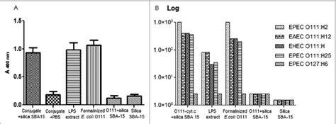 o111na|A universal polysaccharide conjugated vaccine against .